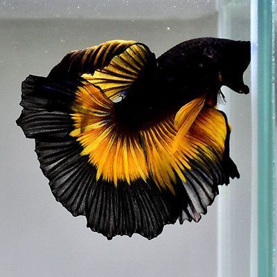 Ikan Cupang